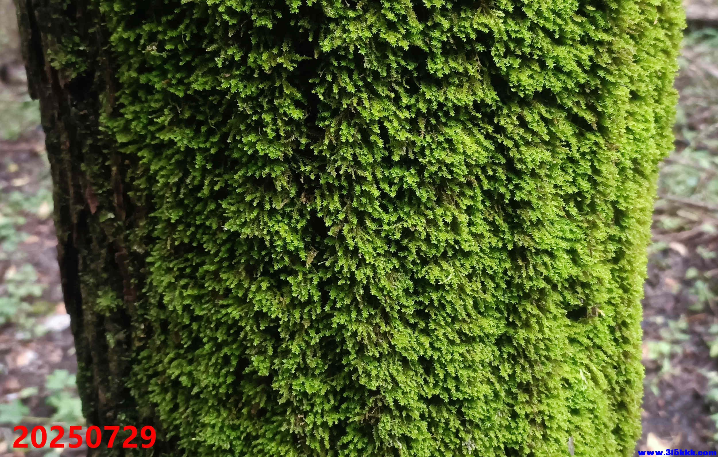 榆树上的青苔二