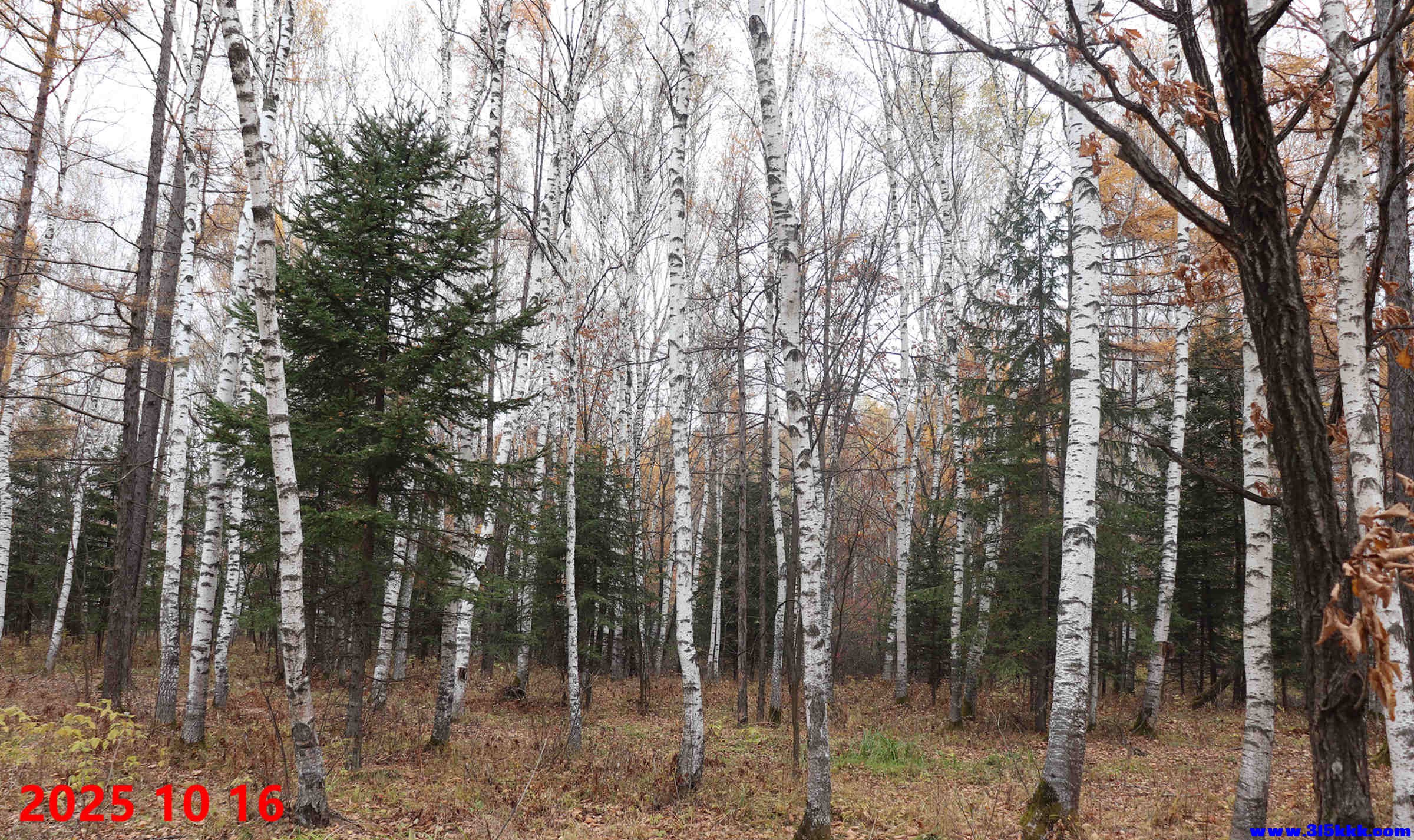 图三：湿地天然白桦林