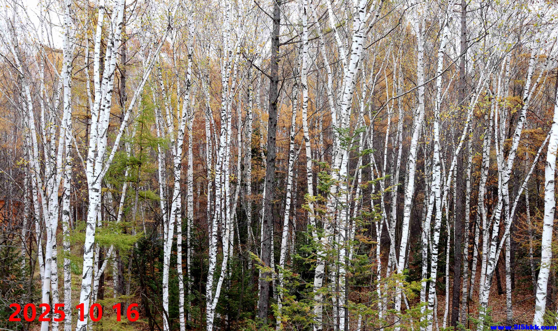 图四：湿地天然白桦林
