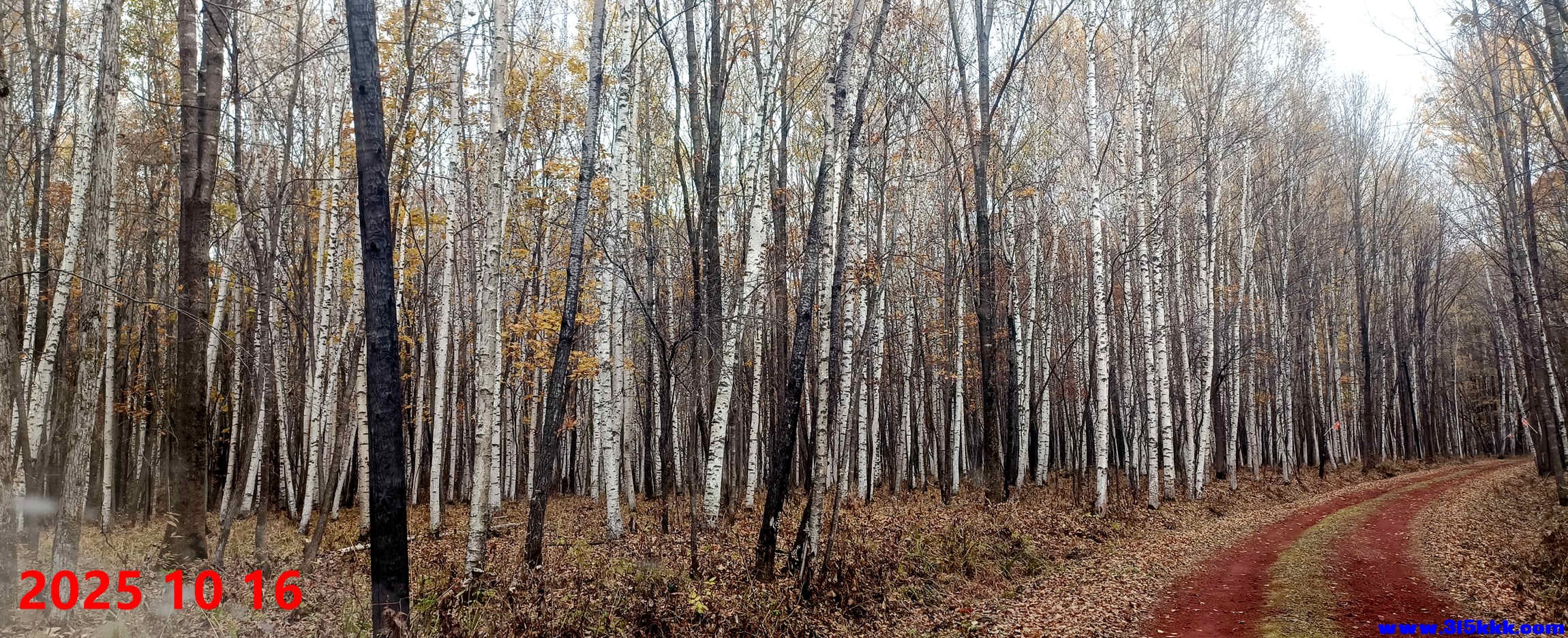 图五：湿地天然白桦林