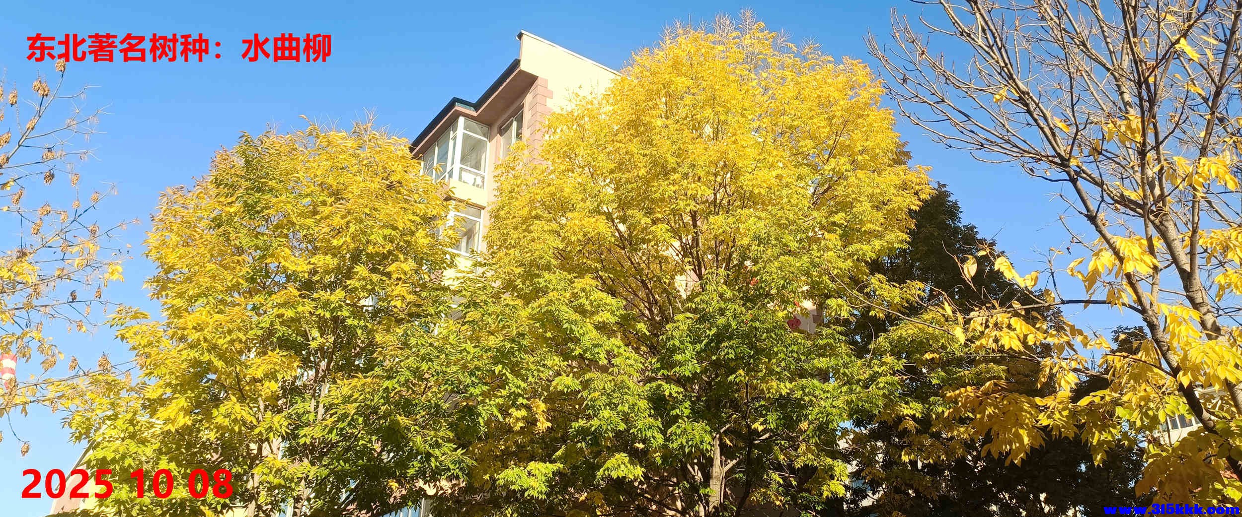秋季城区的绿化树：水曲柳
