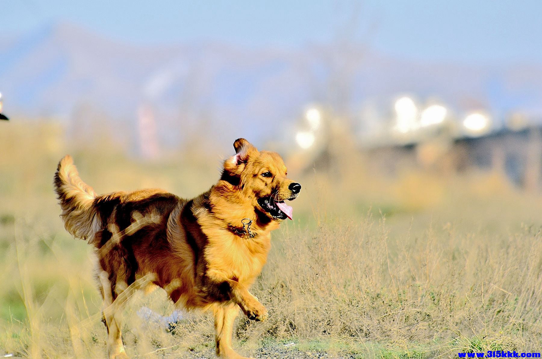 女热狼狗 乌鲁木齐@002.jpg