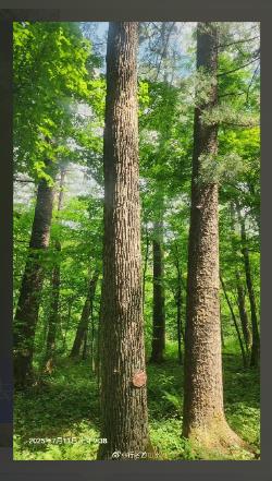 图一：生长中的水曲柳