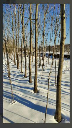 图二：秋季落叶后的水曲柳